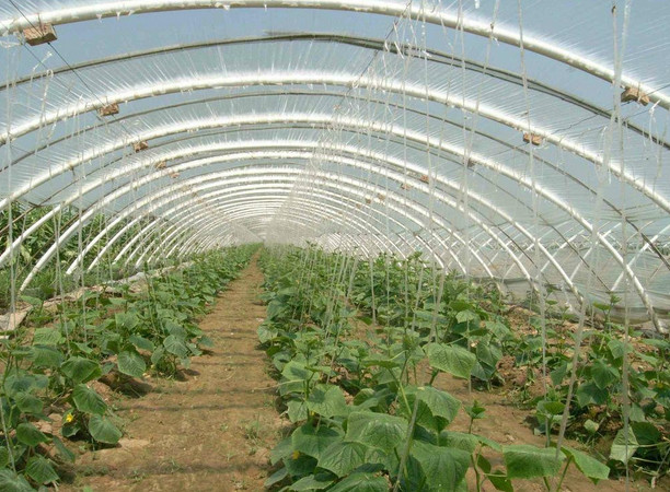 西安復(fù)合型大棚 西安復(fù)合型大棚